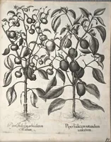 An illustration from Hortus Eystettensis, sive, Diligens et accurata omnium plantarum, florum, stirpium ?ex variis orbis terrae partibus, singulari studio collectarum, quae in celeberrimis viridariis arcem episcopalem ibidem cingentibus, olim conspiciebantur delineatio et ad vivum repraesentatio et advivum repraesentatio opera. (1640)