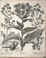Picture 63 of 68 from Hortus Eystettensis, sive, Diligens et accurata omnium plantarum, florum, stirpium ?ex variis orbis terrae partibus, singulari studio collectarum, quae in celeberrimis viridariis arcem episcopalem ibidem cingentibus, olim conspiciebantur delineatio et ad vivum repraesentatio et advivum repraesentatio opera. (1640), leaf 358