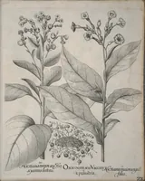 An illustration from Hortus Eystettensis, sive, Diligens et accurata omnium plantarum, florum, stirpium ?ex variis orbis terrae partibus, singulari studio collectarum, quae in celeberrimis viridariis arcem episcopalem ibidem cingentibus, olim conspiciebantur delineatio et ad vivum repraesentatio et advivum repraesentatio opera. (1640)