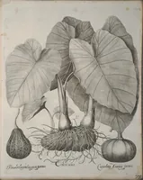 Picture 65 of 68 from Hortus Eystettensis, sive, Diligens et accurata omnium plantarum, florum, stirpium ?ex variis orbis terrae partibus, singulari studio collectarum, quae in celeberrimis viridariis arcem episcopalem ibidem cingentibus, olim conspiciebantur delineatio et ad vivum repraesentatio et advivum repraesentatio opera. (1640), leaf 368
