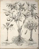 An illustration from Hortus Eystettensis, sive, Diligens et accurata omnium plantarum, florum, stirpium ?ex variis orbis terrae partibus, singulari studio collectarum, quae in celeberrimis viridariis arcem episcopalem ibidem cingentibus, olim conspiciebantur delineatio et ad vivum repraesentatio et advivum repraesentatio opera. (1640)