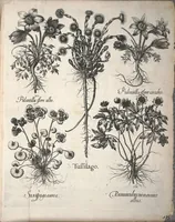 An illustration from Hortus Eystettensis, sive, Diligens et accurata omnium plantarum, florum, stirpium ?ex variis orbis terrae partibus, singulari studio collectarum, quae in celeberrimis viridariis arcem episcopalem ibidem cingentibus, olim conspiciebantur delineatio et ad vivum repraesentatio et advivum repraesentatio opera. (1640)