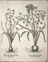An illustration from Hortus Eystettensis, sive, Diligens et accurata omnium plantarum, florum, stirpium ?ex variis orbis terrae partibus, singulari studio collectarum, quae in celeberrimis viridariis arcem episcopalem ibidem cingentibus, olim conspiciebantur delineatio et ad vivum repraesentatio et advivum repraesentatio opera. (1640)