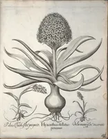 Picture 6 of 68 from Hortus Eystettensis, sive, Diligens et accurata omnium plantarum, florum, stirpium ?ex variis orbis terrae partibus, singulari studio collectarum, quae in celeberrimis viridariis arcem episcopalem ibidem cingentibus, olim conspiciebantur delineatio et ad vivum repraesentatio et advivum repraesentatio opera. (1640), leaf 52