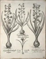Picture 7 of 68 from Hortus Eystettensis, sive, Diligens et accurata omnium plantarum, florum, stirpium ?ex variis orbis terrae partibus, singulari studio collectarum, quae in celeberrimis viridariis arcem episcopalem ibidem cingentibus, olim conspiciebantur delineatio et ad vivum repraesentatio et advivum repraesentatio opera. (1640), leaf 58