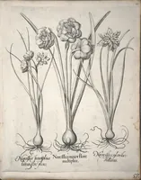 An illustration from Hortus Eystettensis, sive, Diligens et accurata omnium plantarum, florum, stirpium ?ex variis orbis terrae partibus, singulari studio collectarum, quae in celeberrimis viridariis arcem episcopalem ibidem cingentibus, olim conspiciebantur delineatio et ad vivum repraesentatio et advivum repraesentatio opera. (1640)