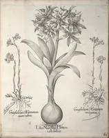 An illustration from Hortus Eystettensis, sive, Diligens et accurata omnium plantarum, florum, stirpium ?ex variis orbis terrae partibus, singulari studio collectarum, quae in celeberrimis viridariis arcem episcopalem ibidem cingentibus, olim conspiciebantur delineatio et ad vivum repraesentatio et advivum repraesentatio opera. (1640)