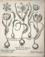 An illustration from Hortus Eystettensis, sive, Diligens et accurata omnium plantarum, florum, stirpium ?ex variis orbis terrae partibus, singulari studio collectarum, quae in celeberrimis viridariis arcem episcopalem ibidem cingentibus, olim conspiciebantur delineatio et ad vivum repraesentatio et advivum repraesentatio opera. (1640)