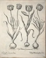 An illustration from Hortus Eystettensis, sive, Diligens et accurata omnium plantarum, florum, stirpium ?ex variis orbis terrae partibus, singulari studio collectarum, quae in celeberrimis viridariis arcem episcopalem ibidem cingentibus, olim conspiciebantur delineatio et ad vivum repraesentatio et advivum repraesentatio opera. (1640)