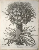 Picture 12 of 68 from Hortus Eystettensis, sive, Diligens et accurata omnium plantarum, florum, stirpium ?ex variis orbis terrae partibus, singulari studio collectarum, quae in celeberrimis viridariis arcem episcopalem ibidem cingentibus, olim conspiciebantur delineatio et ad vivum repraesentatio et advivum repraesentatio opera. (1640), leaf 91