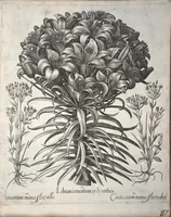 An illustration from Hortus Eystettensis, sive, Diligens et accurata omnium plantarum, florum, stirpium ?ex variis orbis terrae partibus, singulari studio collectarum, quae in celeberrimis viridariis arcem episcopalem ibidem cingentibus, olim conspiciebantur delineatio et ad vivum repraesentatio et advivum repraesentatio opera. (1640)