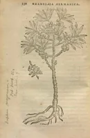 Picture 6 of 21 from Purgantium aliarumque eo facientium, tum et radicum, conuoluulorum ac deleteriarum herbarum historiae.Remberto Dodonaeo, Mechliniensi medico auctore ; accessit appendix variarŭ & quidem rarissimarum nonnullarum stirpium, ac florum quorundam peregrinorum, elegantissimorum icones omnino nouas nec anteà editas, singulorum breues descriptiones continens ; cuius altera parte vmbelliferae exhibentur non paucae, eodem auctore. (1574), leaf 132
