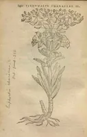 An illustration from Purgantium aliarumque eo facientium, tum et radicum, conuoluulorum ac deleteriarum herbarum historiae.Remberto Dodonaeo, Mechliniensi medico auctore ; accessit appendix variarŭ & quidem rarissimarum nonnullarum stirpium, ac florum quorundam peregrinorum, elegantissimorum icones omnino nouas nec anteà editas, singulorum breues descriptiones continens ; cuius altera parte vmbelliferae exhibentur non paucae, eodem auctore. (1574)