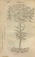 Picture 8 of 21 from Purgantium aliarumque eo facientium, tum et radicum, conuoluulorum ac deleteriarum herbarum historiae.Remberto Dodonaeo, Mechliniensi medico auctore ; accessit appendix variarŭ & quidem rarissimarum nonnullarum stirpium, ac florum quorundam peregrinorum, elegantissimorum icones omnino nouas nec anteà editas, singulorum breues descriptiones continens ; cuius altera parte vmbelliferae exhibentur non paucae, eodem auctore. (1574), leaf 164