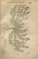 An illustration from Purgantium aliarumque eo facientium, tum et radicum, conuoluulorum ac deleteriarum herbarum historiae.Remberto Dodonaeo, Mechliniensi medico auctore ; accessit appendix variarŭ & quidem rarissimarum nonnullarum stirpium, ac florum quorundam peregrinorum, elegantissimorum icones omnino nouas nec anteà editas, singulorum breues descriptiones continens ; cuius altera parte vmbelliferae exhibentur non paucae, eodem auctore. (1574)