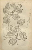 Picture 1 of 21 from Purgantium aliarumque eo facientium, tum et radicum, conuoluulorum ac deleteriarum herbarum historiae.Remberto Dodonaeo, Mechliniensi medico auctore ; accessit appendix variarŭ & quidem rarissimarum nonnullarum stirpium, ac florum quorundam peregrinorum, elegantissimorum icones omnino nouas nec anteà editas, singulorum breues descriptiones continens ; cuius altera parte vmbelliferae exhibentur non paucae, eodem auctore. (1574), leaf 17