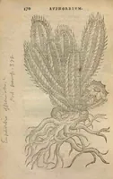 Picture 10 of 21 from Purgantium aliarumque eo facientium, tum et radicum, conuoluulorum ac deleteriarum herbarum historiae.Remberto Dodonaeo, Mechliniensi medico auctore ; accessit appendix variarŭ & quidem rarissimarum nonnullarum stirpium, ac florum quorundam peregrinorum, elegantissimorum icones omnino nouas nec anteà editas, singulorum breues descriptiones continens ; cuius altera parte vmbelliferae exhibentur non paucae, eodem auctore. (1574), leaf 172