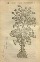 An illustration from Purgantium aliarumque eo facientium, tum et radicum, conuoluulorum ac deleteriarum herbarum historiae.Remberto Dodonaeo, Mechliniensi medico auctore ; accessit appendix variarŭ & quidem rarissimarum nonnullarum stirpium, ac florum quorundam peregrinorum, elegantissimorum icones omnino nouas nec anteà editas, singulorum breues descriptiones continens ; cuius altera parte vmbelliferae exhibentur non paucae, eodem auctore. (1574)