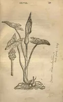 An illustration from Purgantium aliarumque eo facientium, tum et radicum, conuoluulorum ac deleteriarum herbarum historiae.Remberto Dodonaeo, Mechliniensi medico auctore ; accessit appendix variarŭ & quidem rarissimarum nonnullarum stirpium, ac florum quorundam peregrinorum, elegantissimorum icones omnino nouas nec anteà editas, singulorum breues descriptiones continens ; cuius altera parte vmbelliferae exhibentur non paucae, eodem auctore. (1574)