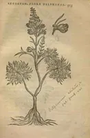 An illustration from Purgantium aliarumque eo facientium, tum et radicum, conuoluulorum ac deleteriarum herbarum historiae.Remberto Dodonaeo, Mechliniensi medico auctore ; accessit appendix variarŭ & quidem rarissimarum nonnullarum stirpium, ac florum quorundam peregrinorum, elegantissimorum icones omnino nouas nec anteà editas, singulorum breues descriptiones continens ; cuius altera parte vmbelliferae exhibentur non paucae, eodem auctore. (1574)