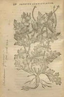 Picture 15 of 21 from Purgantium aliarumque eo facientium, tum et radicum, conuoluulorum ac deleteriarum herbarum historiae.Remberto Dodonaeo, Mechliniensi medico auctore ; accessit appendix variarŭ & quidem rarissimarum nonnullarum stirpium, ac florum quorundam peregrinorum, elegantissimorum icones omnino nouas nec anteà editas, singulorum breues descriptiones continens ; cuius altera parte vmbelliferae exhibentur non paucae, eodem auctore. (1574), leaf 338