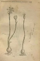 An illustration from Purgantium aliarumque eo facientium, tum et radicum, conuoluulorum ac deleteriarum herbarum historiae.Remberto Dodonaeo, Mechliniensi medico auctore ; accessit appendix variarŭ & quidem rarissimarum nonnullarum stirpium, ac florum quorundam peregrinorum, elegantissimorum icones omnino nouas nec anteà editas, singulorum breues descriptiones continens ; cuius altera parte vmbelliferae exhibentur non paucae, eodem auctore. (1574)