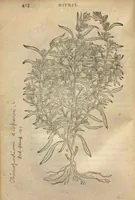 Picture 18 of 21 from Purgantium aliarumque eo facientium, tum et radicum, conuoluulorum ac deleteriarum herbarum historiae.Remberto Dodonaeo, Mechliniensi medico auctore ; accessit appendix variarŭ & quidem rarissimarum nonnullarum stirpium, ac florum quorundam peregrinorum, elegantissimorum icones omnino nouas nec anteà editas, singulorum breues descriptiones continens ; cuius altera parte vmbelliferae exhibentur non paucae, eodem auctore. (1574), leaf 420