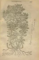 Picture 19 of 21 from Purgantium aliarumque eo facientium, tum et radicum, conuoluulorum ac deleteriarum herbarum historiae.Remberto Dodonaeo, Mechliniensi medico auctore ; accessit appendix variarŭ & quidem rarissimarum nonnullarum stirpium, ac florum quorundam peregrinorum, elegantissimorum icones omnino nouas nec anteà editas, singulorum breues descriptiones continens ; cuius altera parte vmbelliferae exhibentur non paucae, eodem auctore. (1574), leaf 425