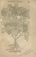 Picture 20 of 21 from Purgantium aliarumque eo facientium, tum et radicum, conuoluulorum ac deleteriarum herbarum historiae.Remberto Dodonaeo, Mechliniensi medico auctore ; accessit appendix variarŭ & quidem rarissimarum nonnullarum stirpium, ac florum quorundam peregrinorum, elegantissimorum icones omnino nouas nec anteà editas, singulorum breues descriptiones continens ; cuius altera parte vmbelliferae exhibentur non paucae, eodem auctore. (1574), leaf 465