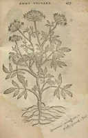 Picture 21 of 21 from Purgantium aliarumque eo facientium, tum et radicum, conuoluulorum ac deleteriarum herbarum historiae.Remberto Dodonaeo, Mechliniensi medico auctore ; accessit appendix variarŭ & quidem rarissimarum nonnullarum stirpium, ac florum quorundam peregrinorum, elegantissimorum icones omnino nouas nec anteà editas, singulorum breues descriptiones continens ; cuius altera parte vmbelliferae exhibentur non paucae, eodem auctore. (1574), leaf 479