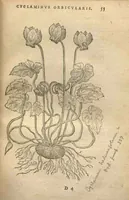 An illustration from Purgantium aliarumque eo facientium, tum et radicum, conuoluulorum ac deleteriarum herbarum historiae.Remberto Dodonaeo, Mechliniensi medico auctore ; accessit appendix variarŭ & quidem rarissimarum nonnullarum stirpium, ac florum quorundam peregrinorum, elegantissimorum icones omnino nouas nec anteà editas, singulorum breues descriptiones continens ; cuius altera parte vmbelliferae exhibentur non paucae, eodem auctore. (1574)