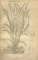An illustration from Purgantium aliarumque eo facientium, tum et radicum, conuoluulorum ac deleteriarum herbarum historiae.Remberto Dodonaeo, Mechliniensi medico auctore ; accessit appendix variarŭ & quidem rarissimarum nonnullarum stirpium, ac florum quorundam peregrinorum, elegantissimorum icones omnino nouas nec anteà editas, singulorum breues descriptiones continens ; cuius altera parte vmbelliferae exhibentur non paucae, eodem auctore. (1574)
