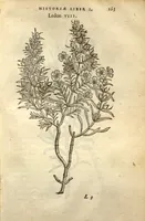 An illustration from Caroli Clusii Atrebat Rariorum alioquot stirpium per Hispanias observatarum historia ?libris duobus expressas ... (1576)