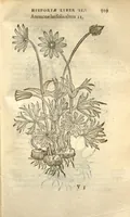 An illustration from Caroli Clusii Atrebat Rariorum alioquot stirpium per Hispanias observatarum historia ?libris duobus expressas ... (1576)