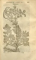 An illustration from Caroli Clusii Atrebat Rariorum alioquot stirpium per Hispanias observatarum historia ?libris duobus expressas ... (1576)