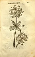 An illustration from Caroli Clusii Atrebat Rariorum alioquot stirpium per Hispanias observatarum historia ?libris duobus expressas ... (1576)
