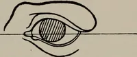 An illustration from Modelling; a guide for teachers and students (1902)