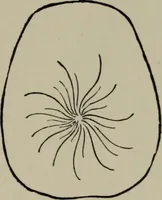 An illustration from Modelling; a guide for teachers and students (1902)