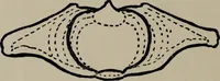An illustration from Modelling; a guide for teachers and students (1902)