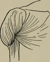 An illustration from Modelling; a guide for teachers and students (1902)
