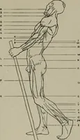 An illustration from Modelling; a guide for teachers and students (1902)