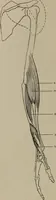 An illustration from Modelling; a guide for teachers and students (1902)