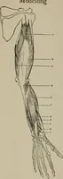 An illustration from Modelling; a guide for teachers and students (1902)