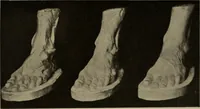 An illustration from Modelling; a guide for teachers and students (1902)