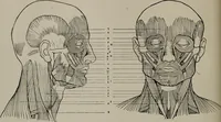 An illustration from Modelling; a guide for teachers and students (1902)