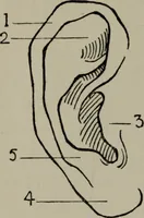 An illustration from Modelling; a guide for teachers and students (1902)