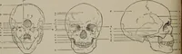 An illustration from Modelling; a guide for teachers and students (1902)