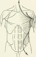 An illustration from Modelling : a guide for teachers and students (1902)