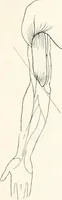 An illustration from Modelling : a guide for teachers and students (1902)