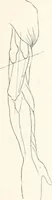 An illustration from Modelling : a guide for teachers and students (1902)
